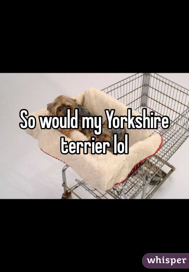 So would my Yorkshire terrier lol