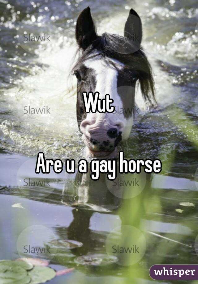 Wut

Are u a gay horse