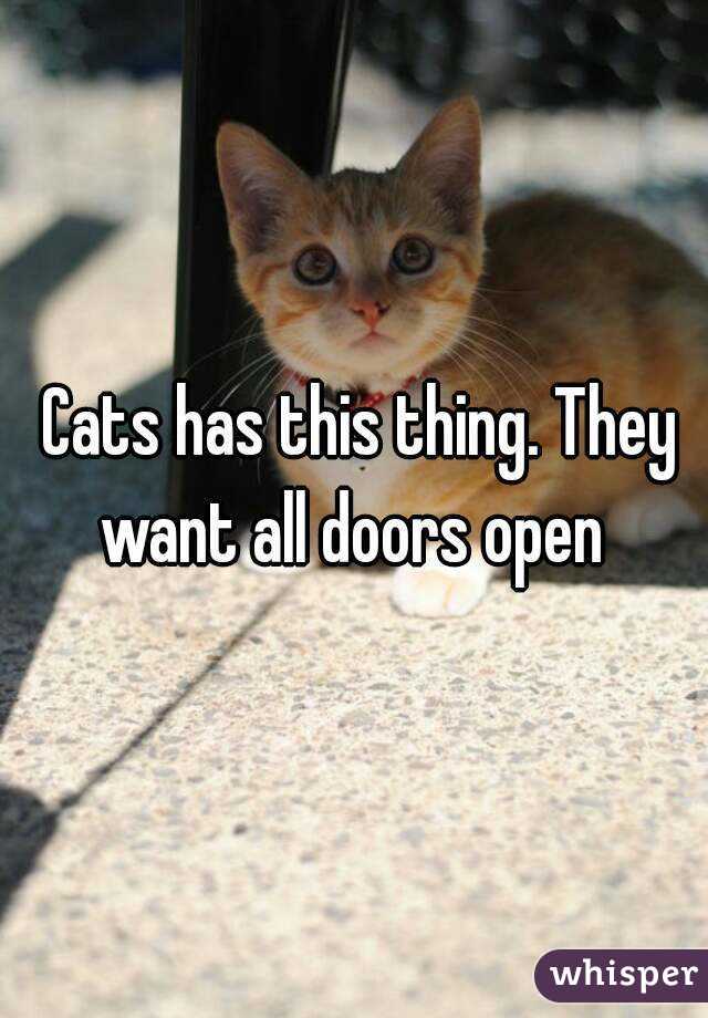  Cats has this thing. They want all doors open 
