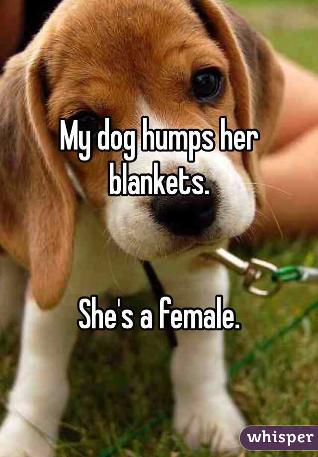 My dog humps her blankets.


She's a female.
