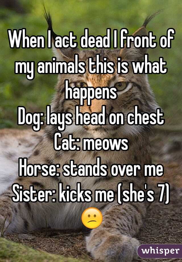 When I act dead I front of my animals this is what happens 
Dog: lays head on chest 
Cat: meows 
Horse: stands over me
Sister: kicks me (she's 7)
😕 