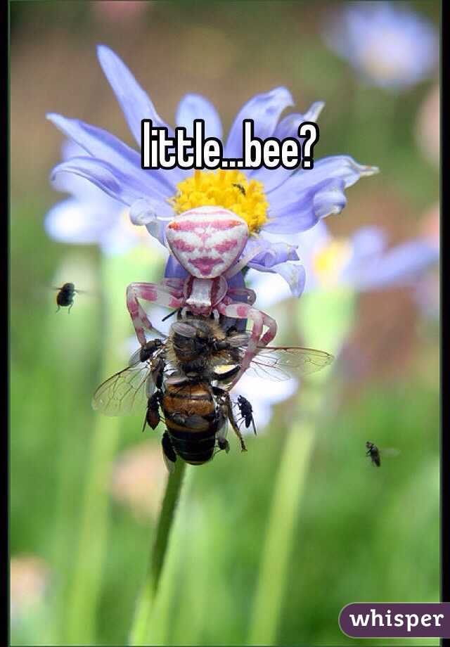 little…bee?