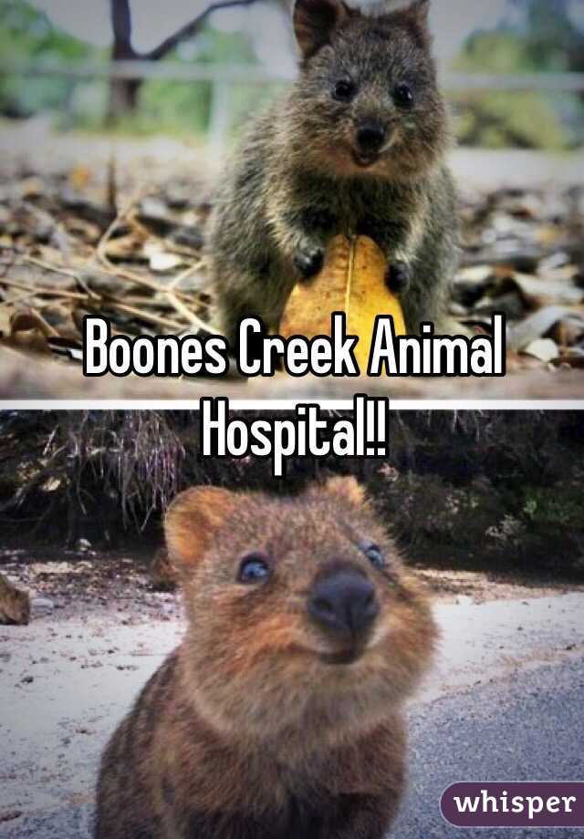 Boones Creek Animal Hospital!!