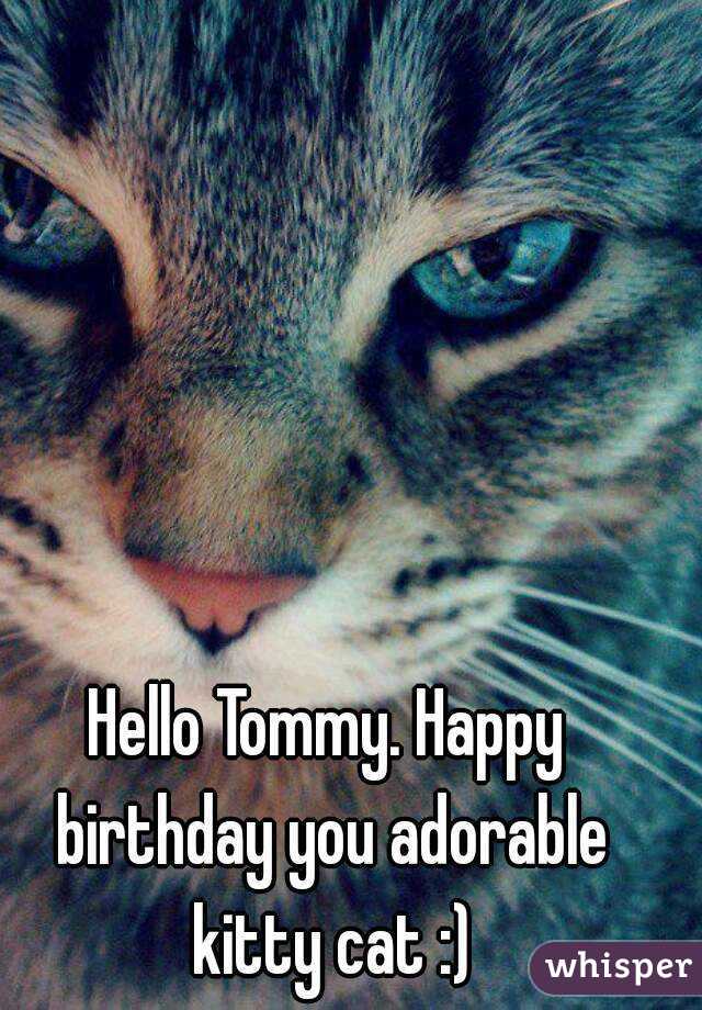 Hello Tommy. Happy birthday you adorable kitty cat :)