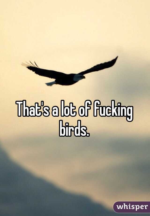 That's a lot of fucking birds.