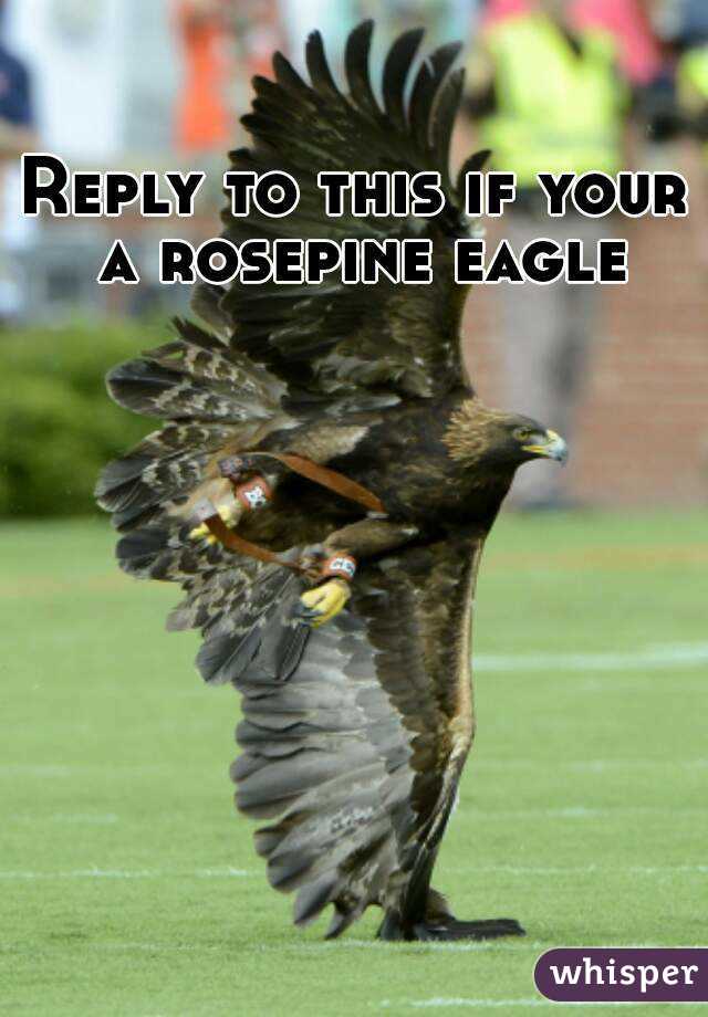 Reply to this if your a rosepine eagle