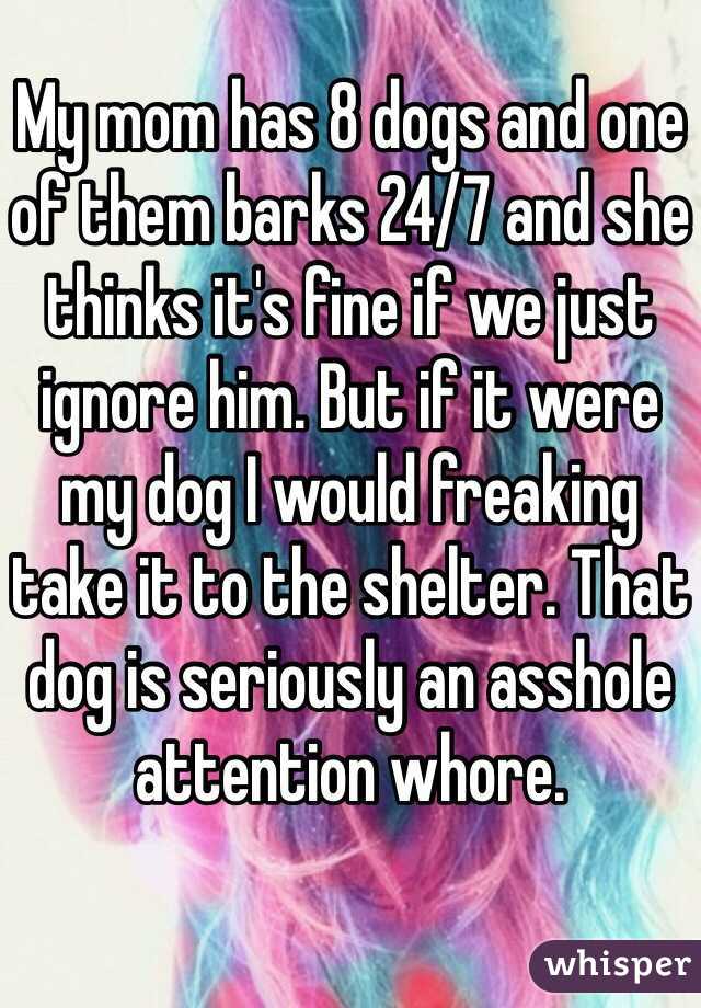 My mom has 8 dogs and one of them barks 24/7 and she thinks it's fine if we just ignore him. But if it were my dog I would freaking take it to the shelter. That dog is seriously an asshole attention whore.