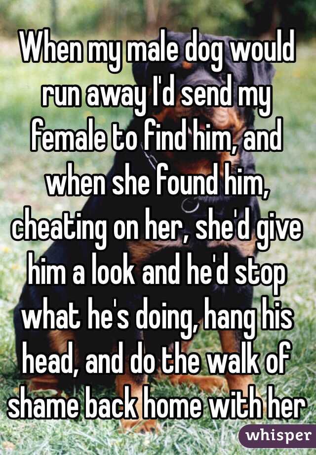 When my male dog would run away I'd send my female to find him, and when she found him, cheating on her, she'd give him a look and he'd stop what he's doing, hang his head, and do the walk of shame back home with her 