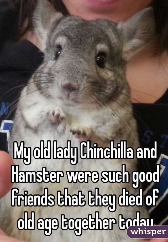 My old lady Chinchilla and Hamster were such good friends that they died of old age together today