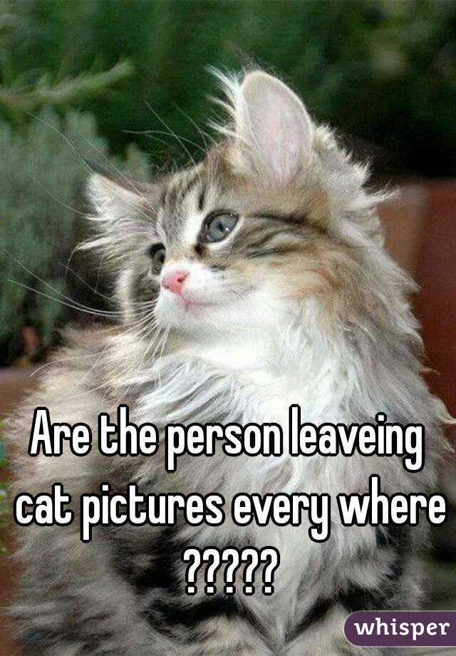 Are the person leaveing cat pictures every where ?????