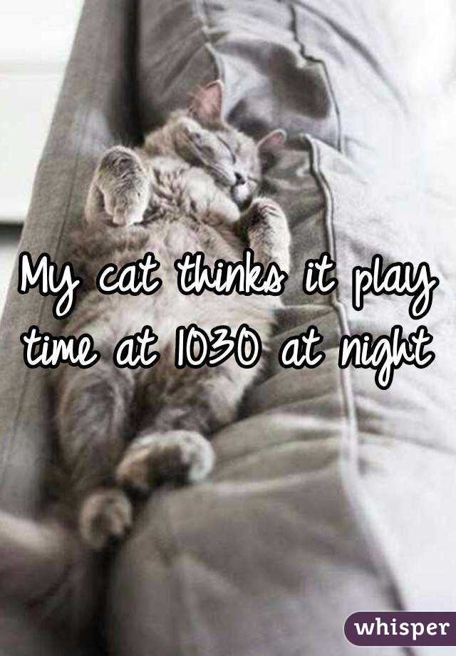 My cat thinks it play time at 1030 at night 