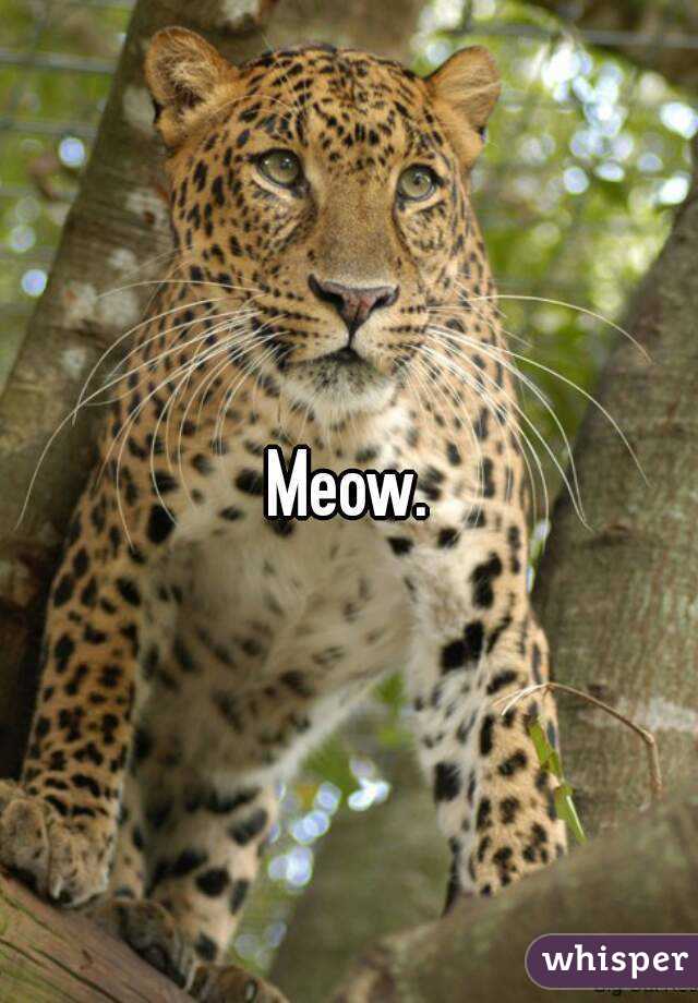 Meow.