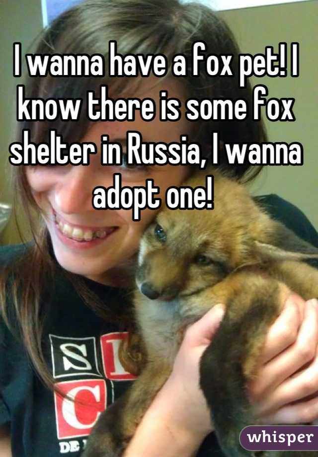 I wanna have a fox pet! I know there is some fox shelter in Russia, I wanna adopt one! 