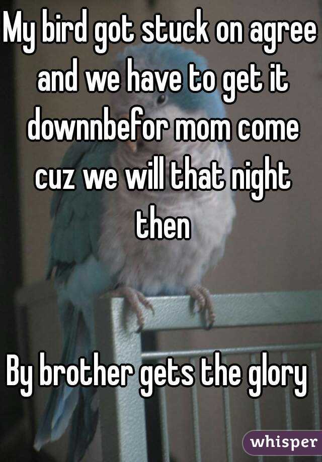 My bird got stuck on agree and we have to get it downnbefor mom come cuz we will that night then


By brother gets the glory 
