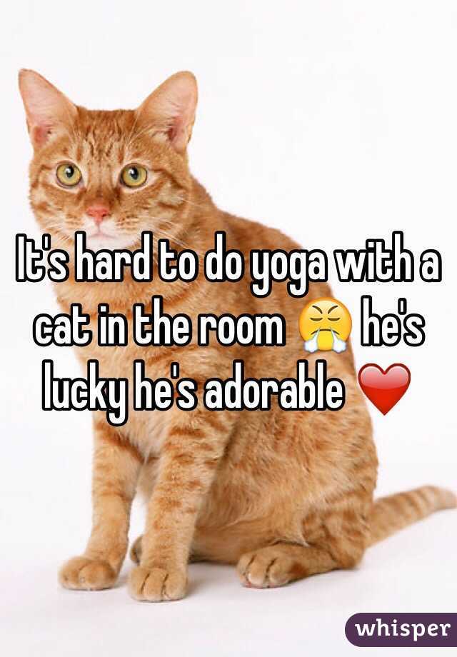 It's hard to do yoga with a cat in the room 😤 he's lucky he's adorable ❤️
