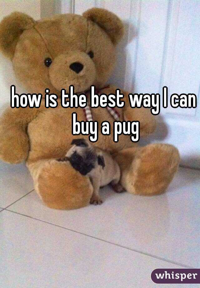 how is the best way I can buy a pug