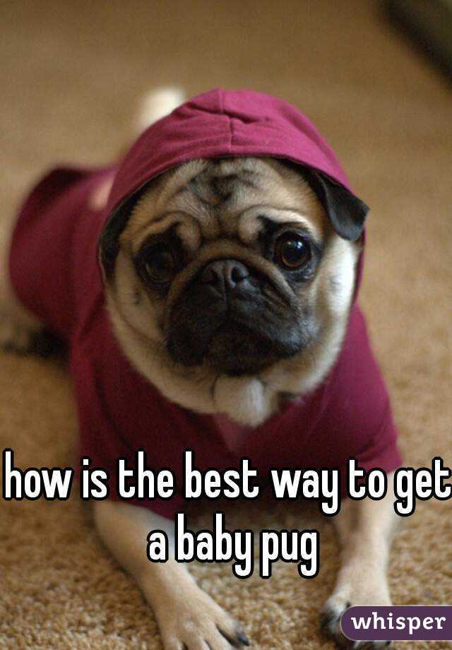 how is the best way to get a baby pug