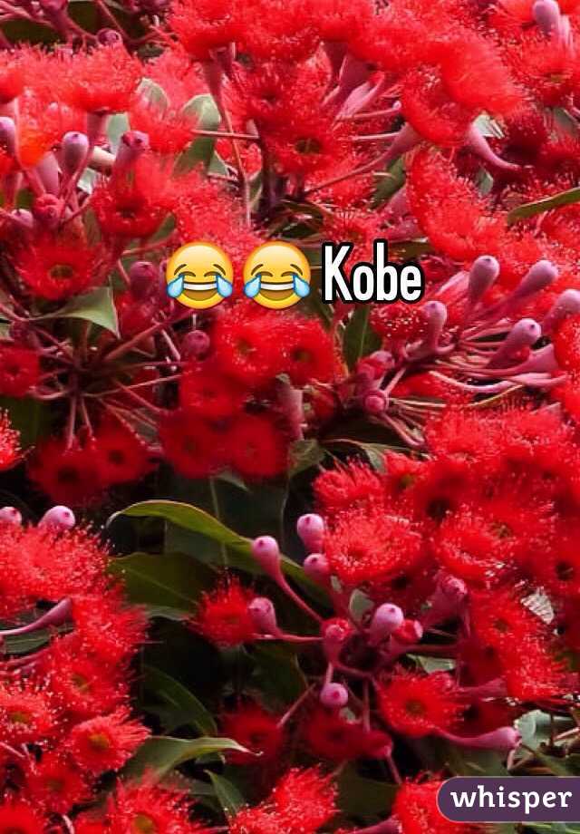 😂😂 Kobe 