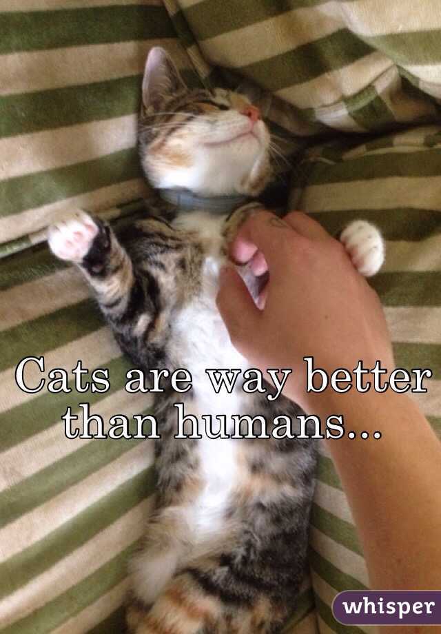 Cats are way better than humans...
