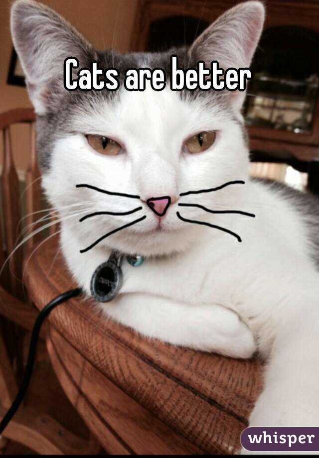 Cats are better