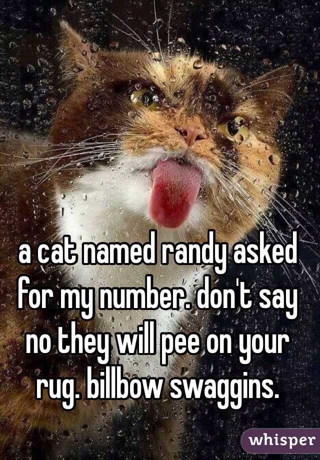 a cat named randy asked for my number. don't say no they will pee on your rug. billbow swaggins.