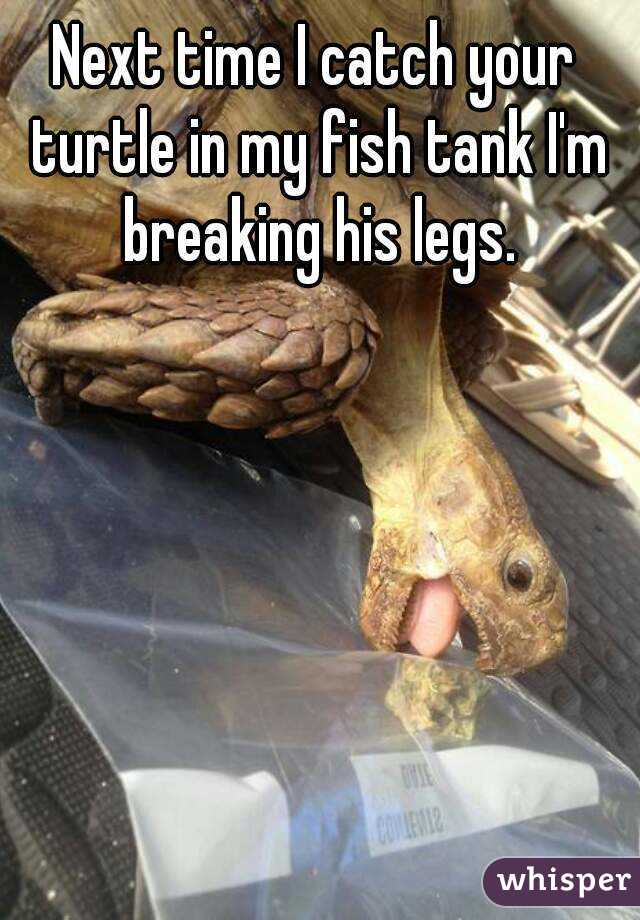 Next time I catch your turtle in my fish tank I'm breaking his legs.
