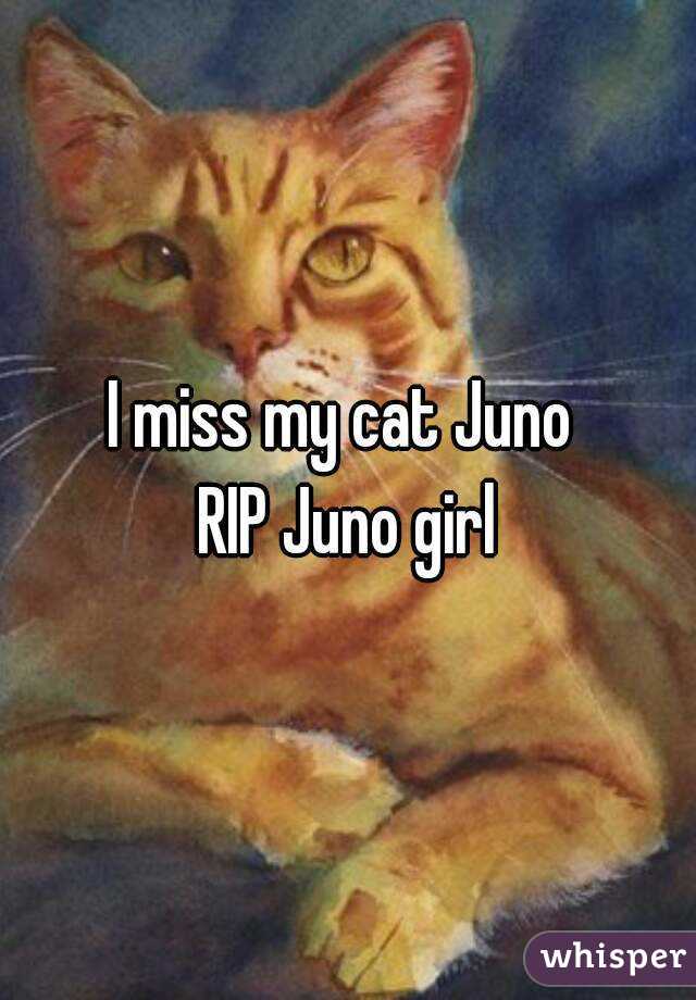 I miss my cat Juno 
RIP Juno girl