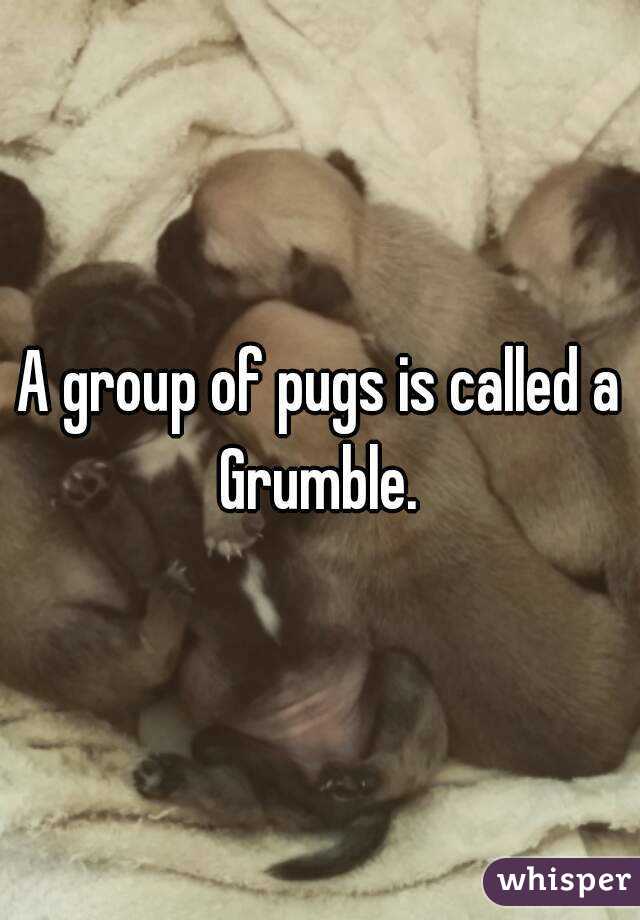 A group of pugs is called a Grumble. 