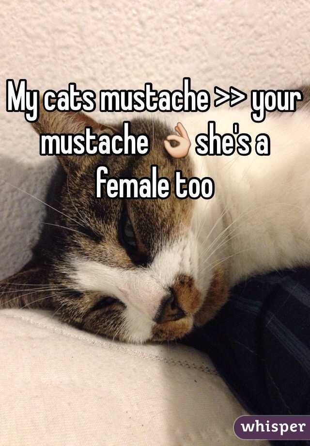 My cats mustache >> your mustache 👌she's a female too