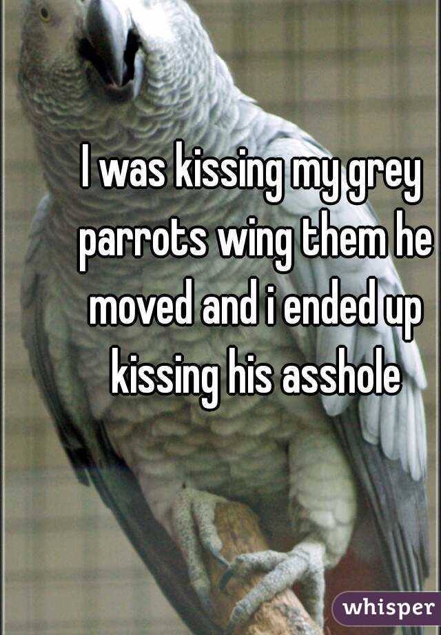 I was kissing my grey parrots wing them he moved and i ended up kissing his asshole