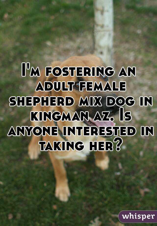 I'm fostering an adult female shepherd mix dog in kingman az. Is anyone interested in taking her?