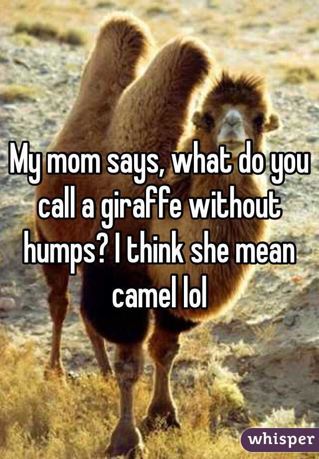 My mom says, what do you call a giraffe without humps? I think she mean camel lol