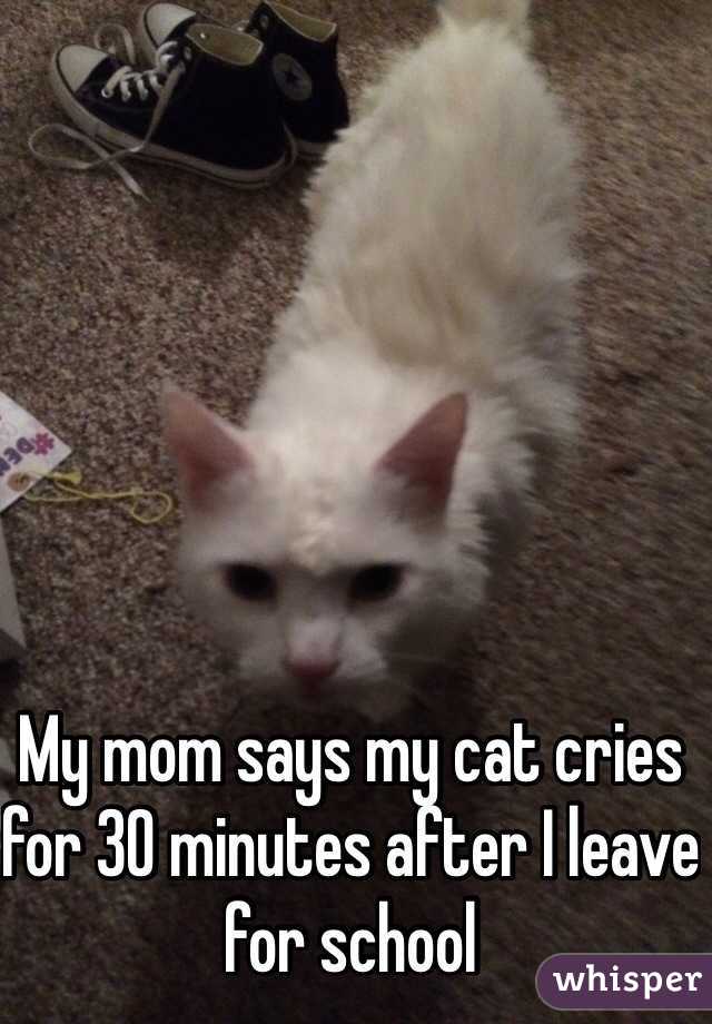 My mom says my cat cries for 30 minutes after I leave for school