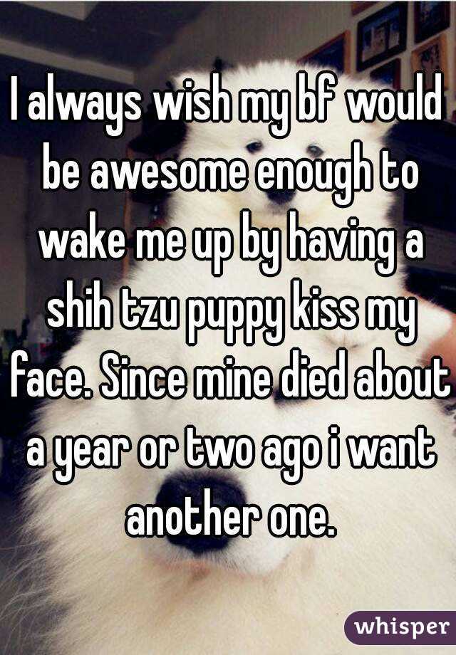 I always wish my bf would be awesome enough to wake me up by having a shih tzu puppy kiss my face. Since mine died about a year or two ago i want another one.