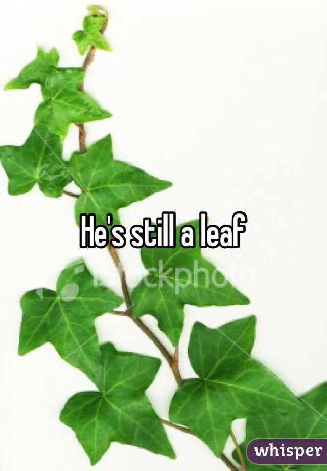 He's still a leaf 