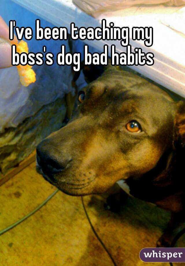 I've been teaching my boss's dog bad habits