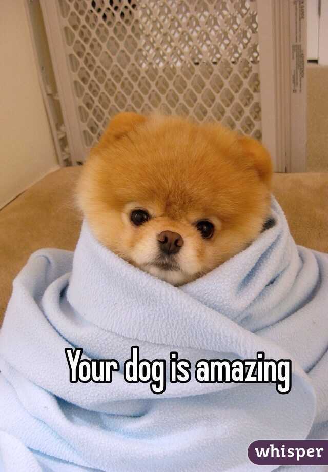 Your dog is amazing