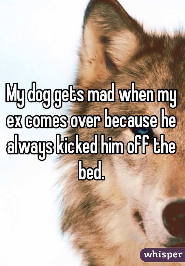 My dog gets mad when my ex comes over because he always kicked him off the bed. 