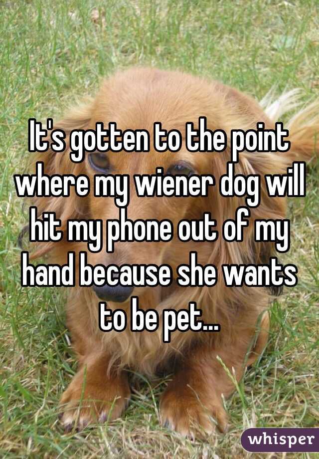 It's gotten to the point where my wiener dog will hit my phone out of my hand because she wants to be pet...