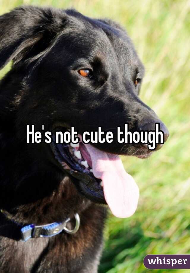 He's not cute though 