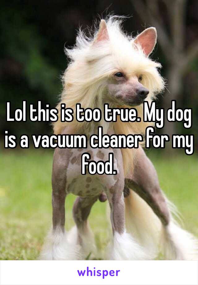 Lol this is too true. My dog is a vacuum cleaner for my food.