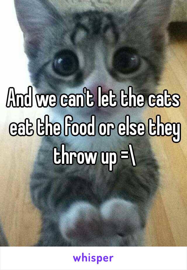 And we can't let the cats eat the food or else they throw up =\