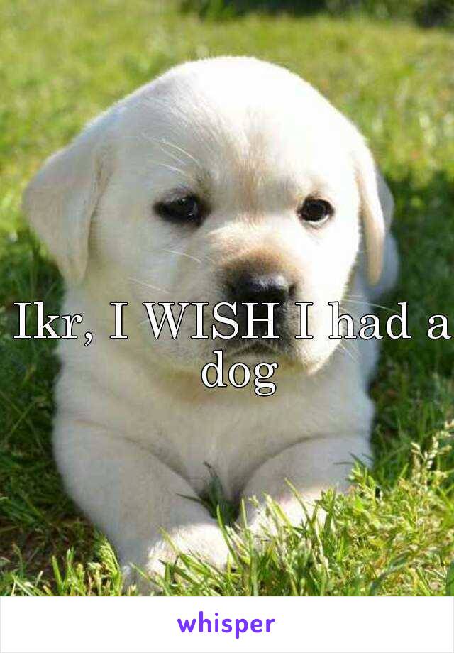 Ikr, I WISH I had a dog