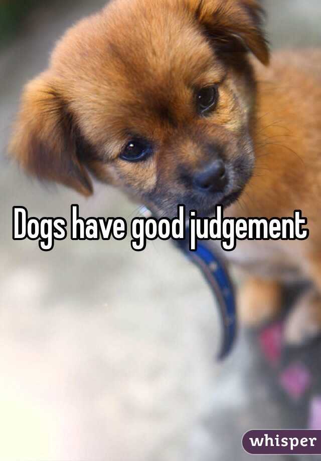 Dogs have good judgement