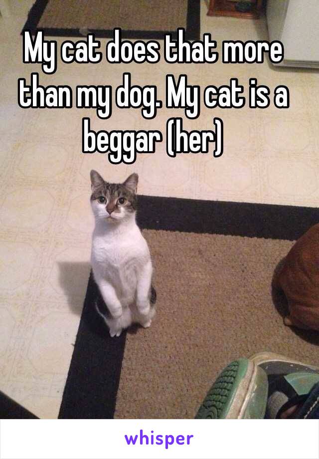 My cat does that more than my dog. My cat is a beggar (her)