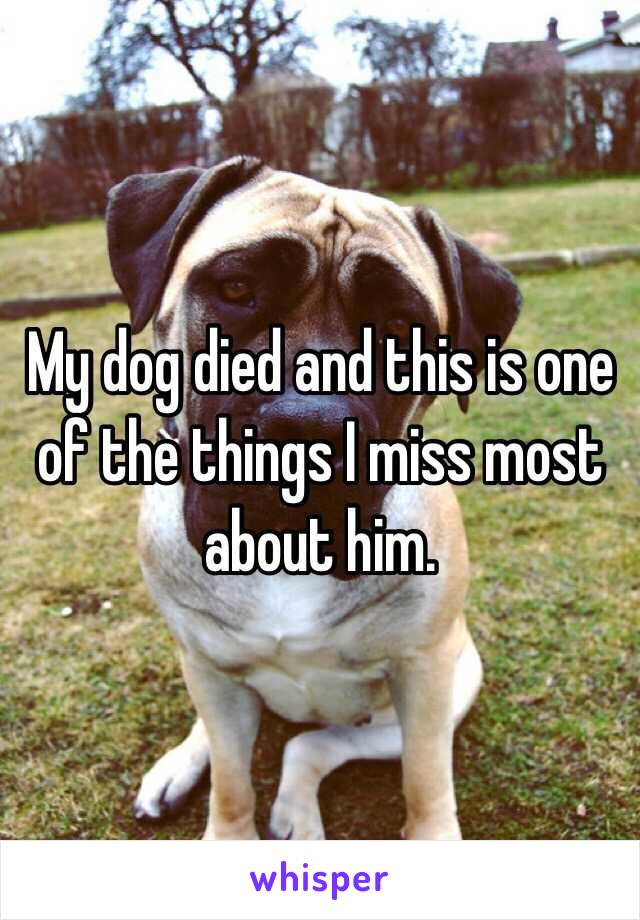 My dog died and this is one of the things I miss most about him. 