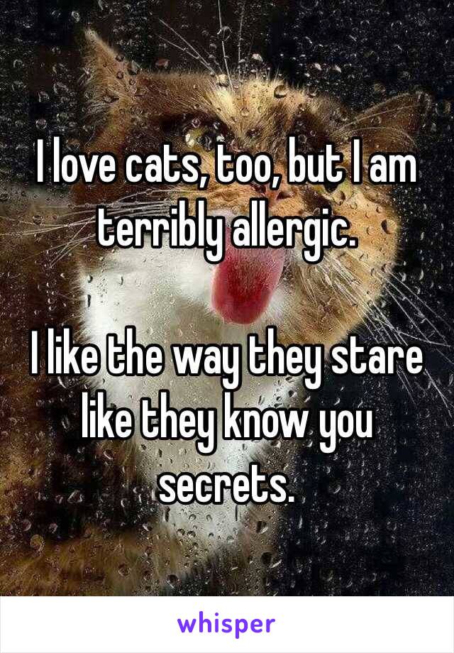 I love cats, too, but I am terribly allergic.

I like the way they stare like they know you secrets.