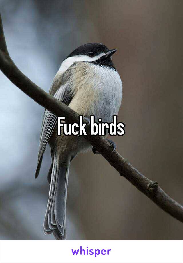 Fuck birds