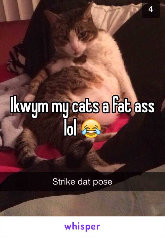 Ikwym my cats a fat ass lol 😂