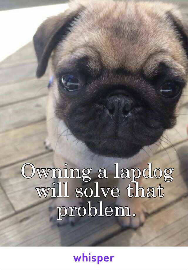 Owning a lapdog will solve that problem. 